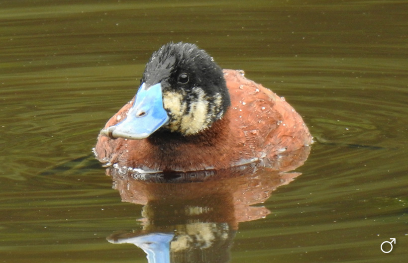 Pato turrio