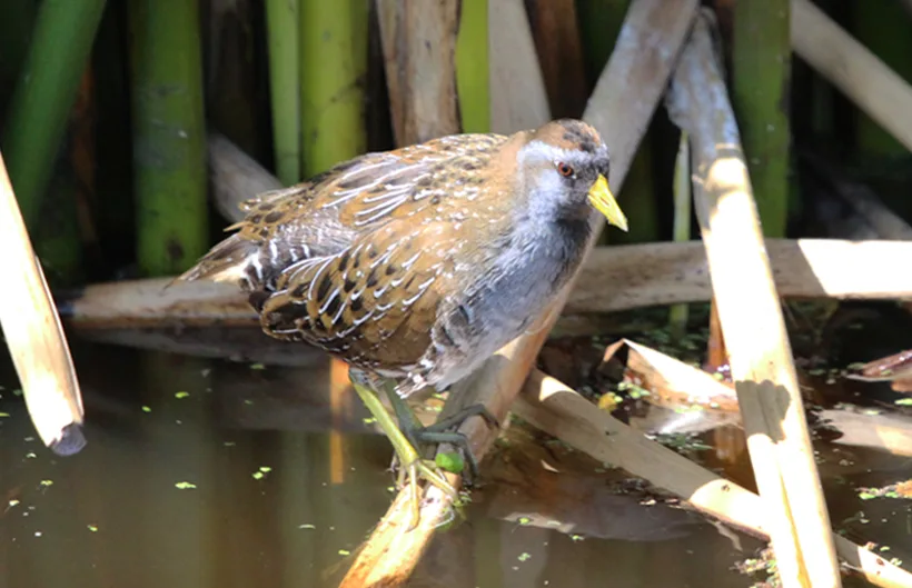 Descripción de la imagen
