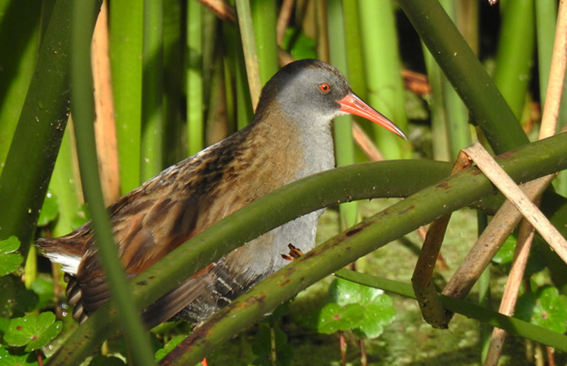 Descripción de la imagen