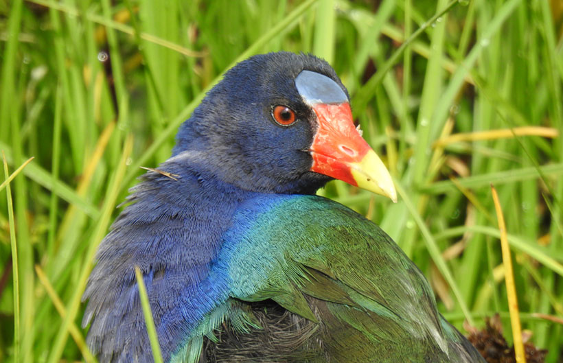 Descripción de la imagen