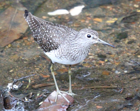 Andarríos solitario