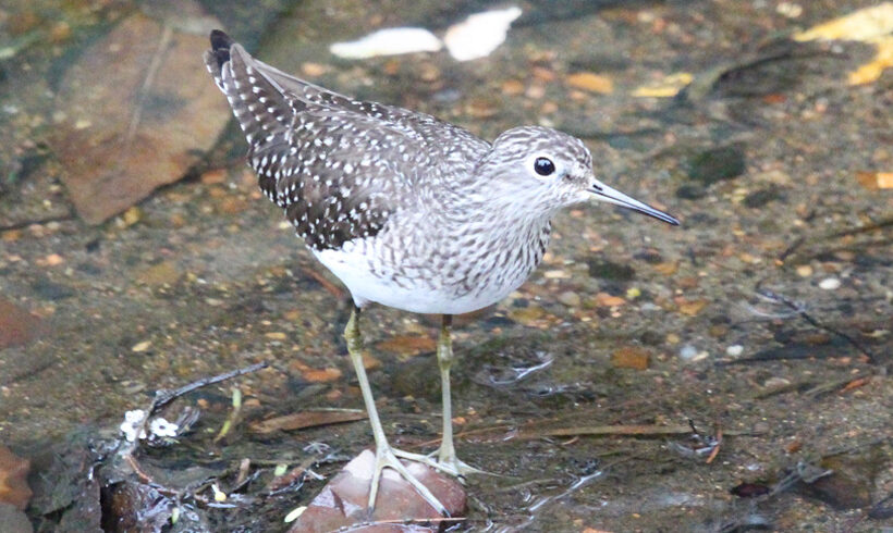 Andarríos solitario