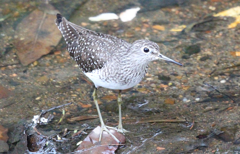 Descripción de la imagen