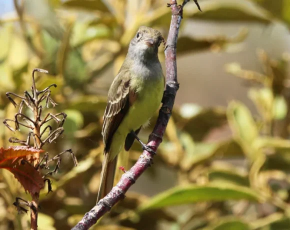 Atrapamoscas Copetón