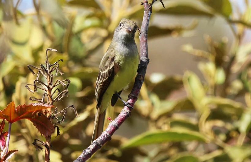 Descripción de la imagen