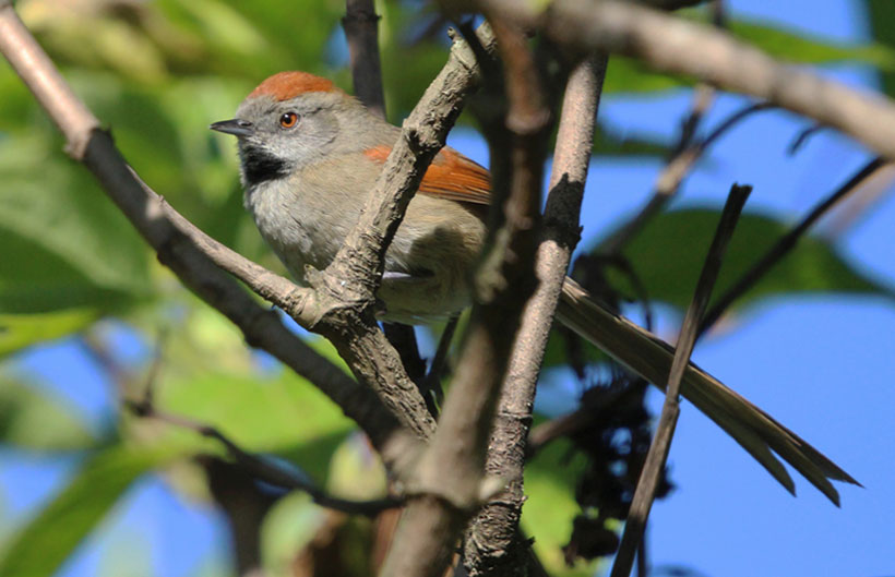 Chamicero cundiboyacense