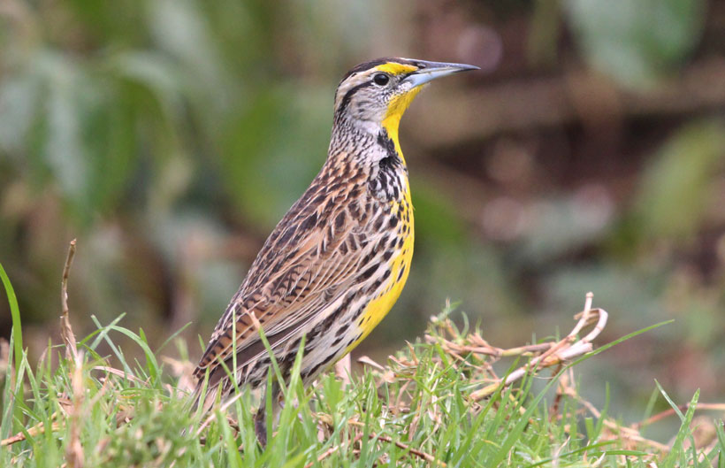 Chirlobirlo Chirlobirlo