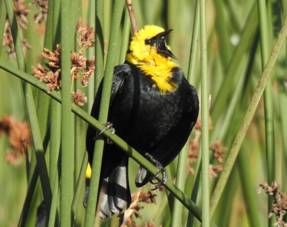 Monjita cabeciamarilla Monjita cabeciamarilla