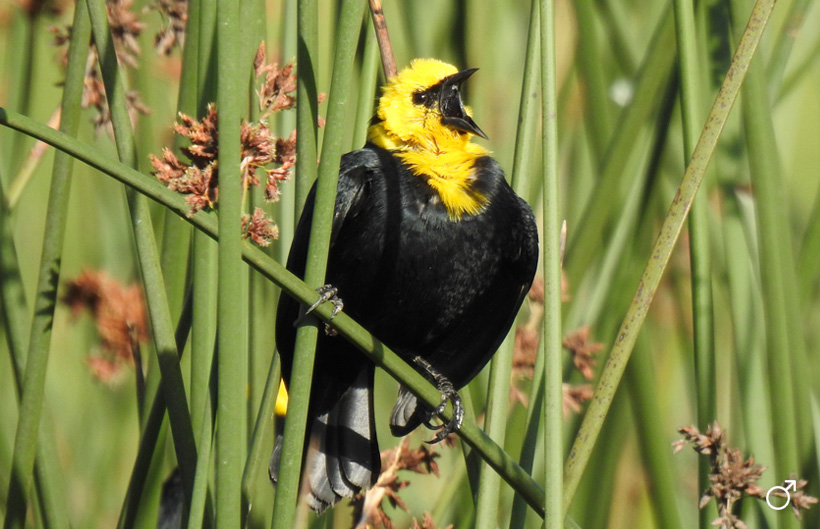 Monjita cabeciamarilla Monjita cabeciamarilla