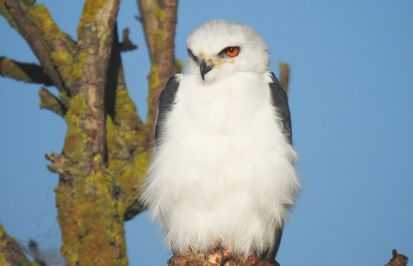 Descripción de la imagen