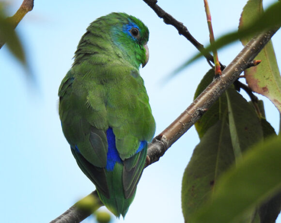 Periquito de anteojos