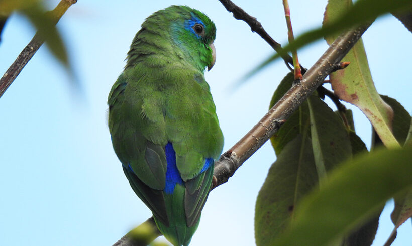 Periquito de anteojos
