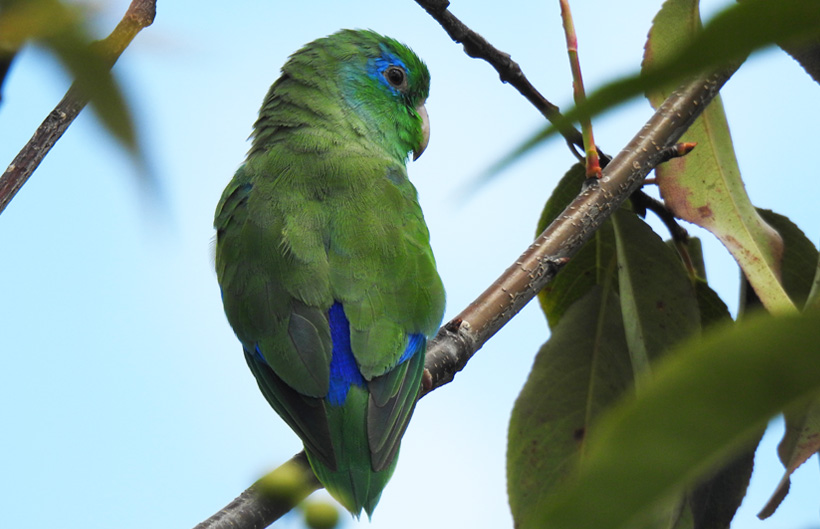 Periquito de anteojos Periquito de anteojos