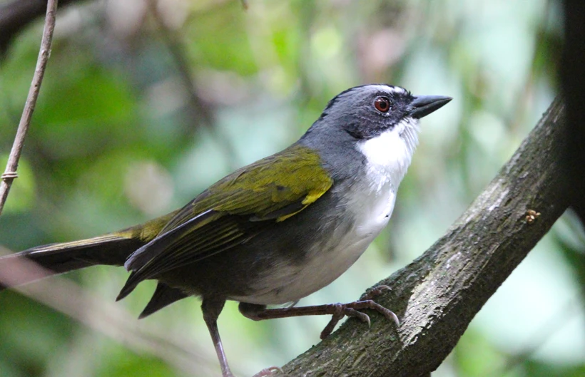 Descripción de la imagen