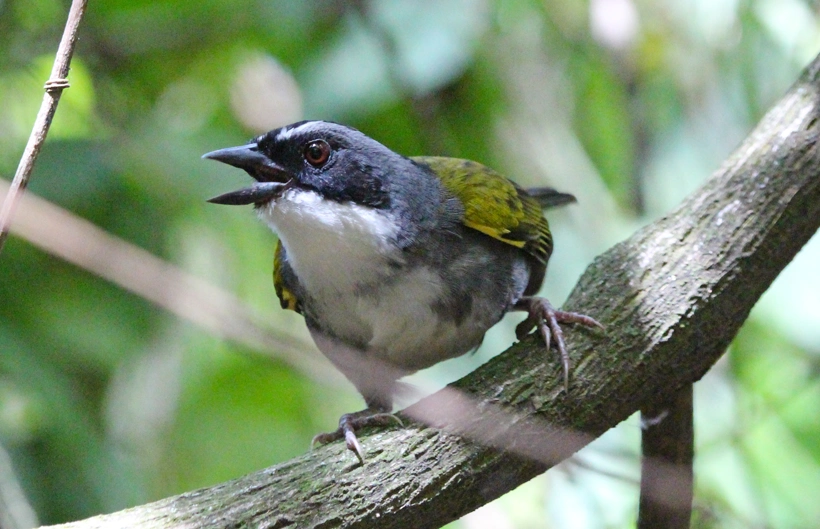 Gorrion picofino Gorrion picofino