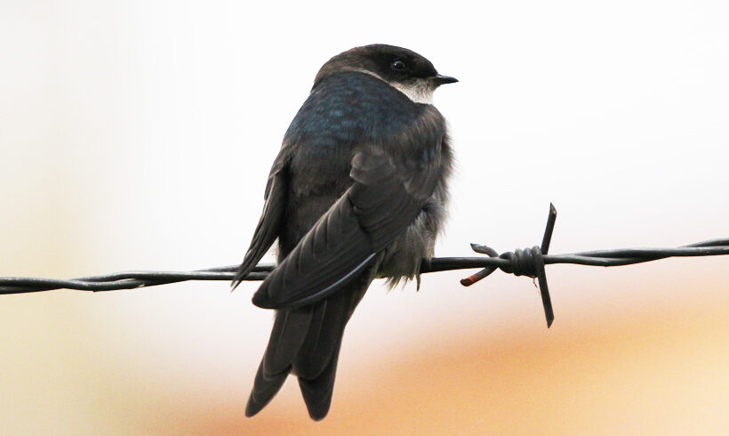 Golondrina vientriparda