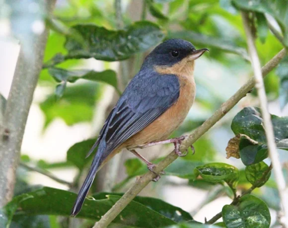 Pinchaflor pechicanela Pinchaflor pechicanela