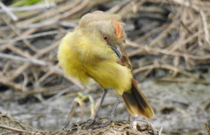 Descripción de la imagen