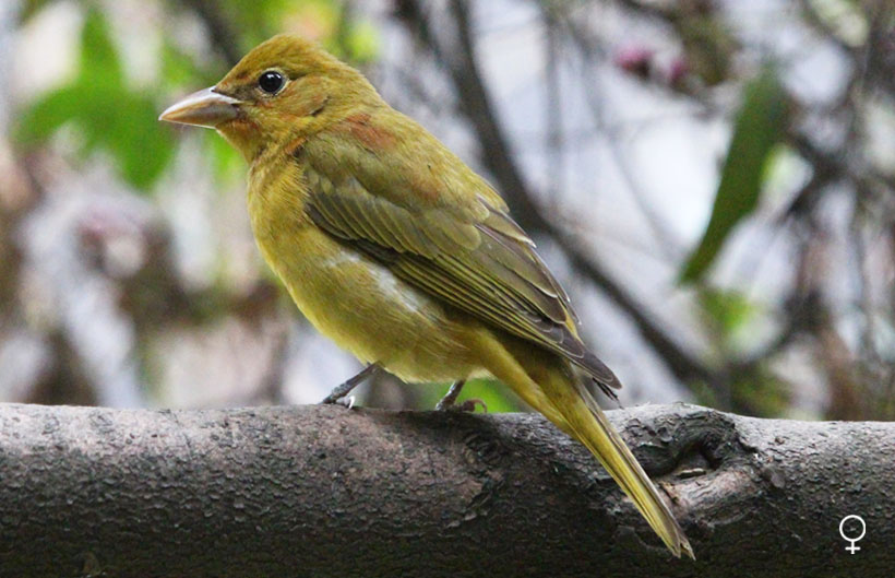 Tangara veranera Tangara veranera