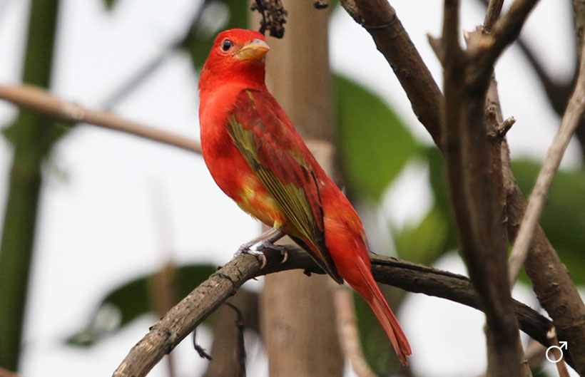 Tangara veranera Tangara veranera