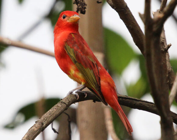 Tangara veranera Tangara veranera