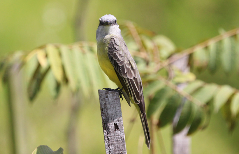 Descripción de la imagen