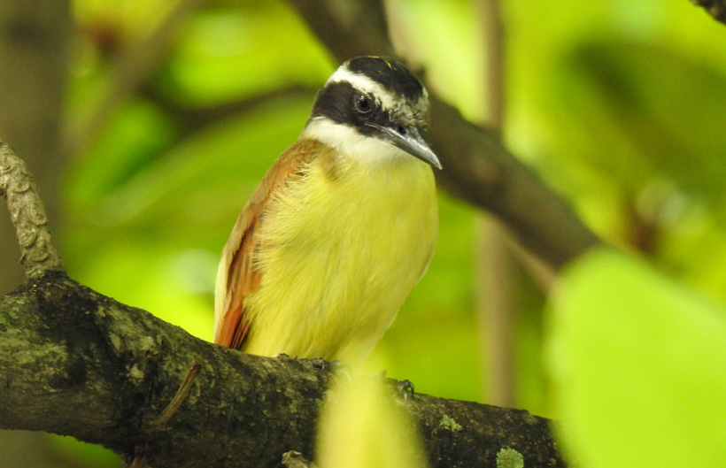 Descripción de la imagen