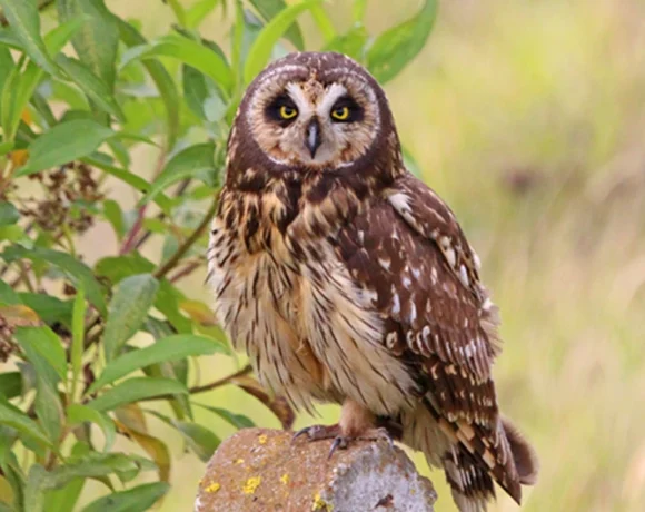 Búho campestre