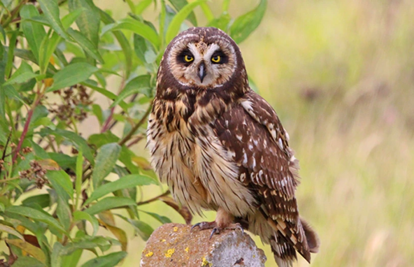 Búho campestre