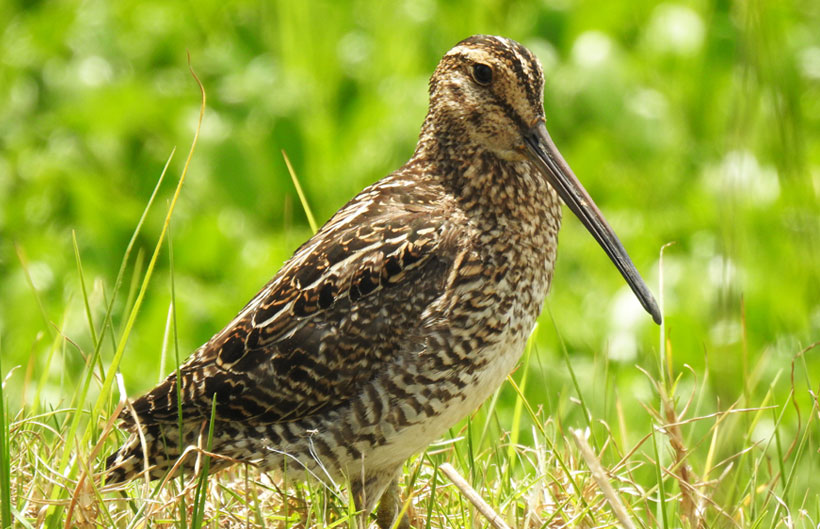 Descripción de la imagen