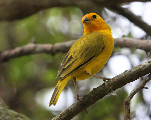 Canario coronado Canario coronado