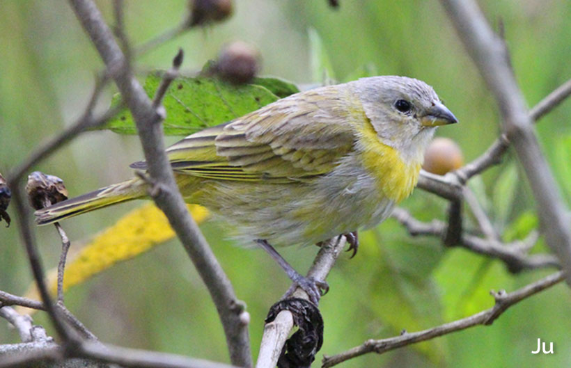 Canario coronado Canario coronado