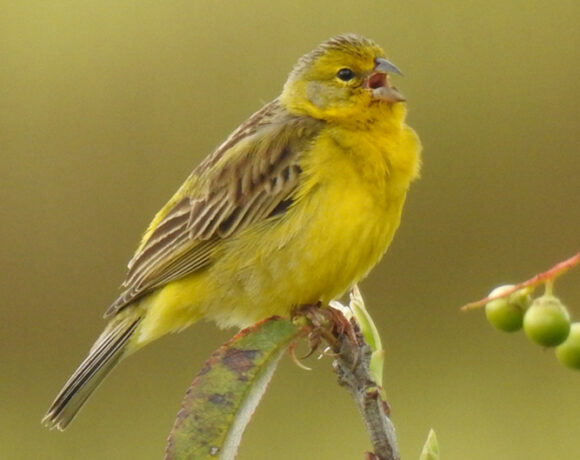 Canario sabanero Canario sabanero