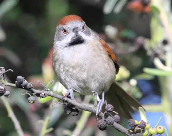 Chamicero cundiboyacense