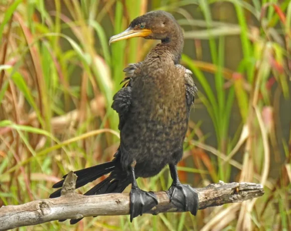 Cormorán
