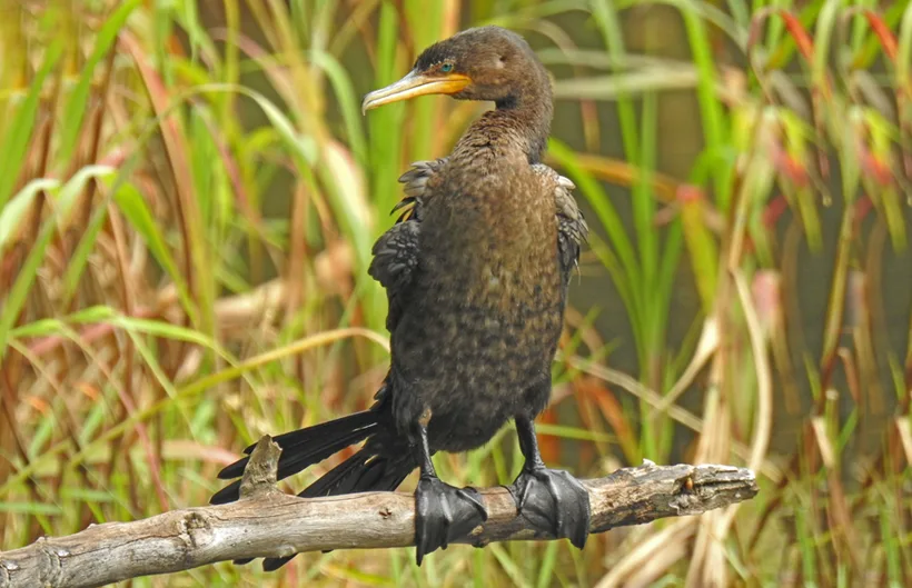 Cormorán