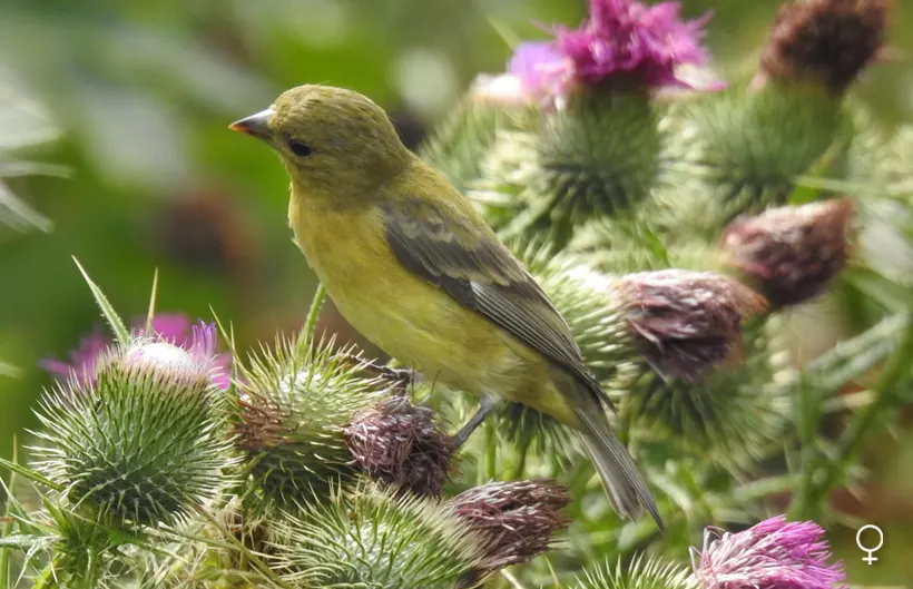 Jilguero aliblanco Jilguero aliblanco