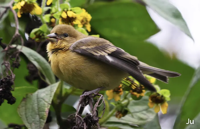 Jilguero aliblanco Jilguero aliblanco