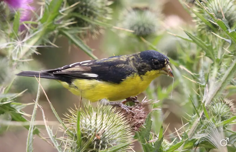 Jilguero aliblanco Jilguero aliblanco