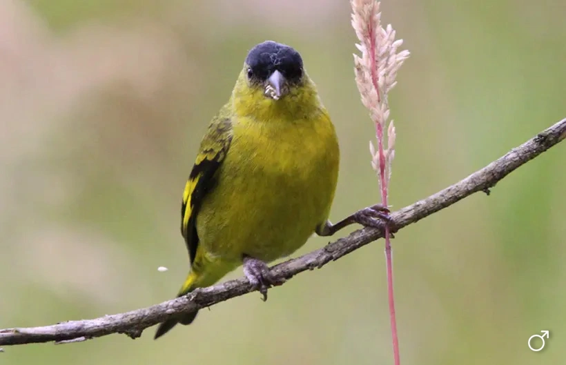 Descripción de la imagen