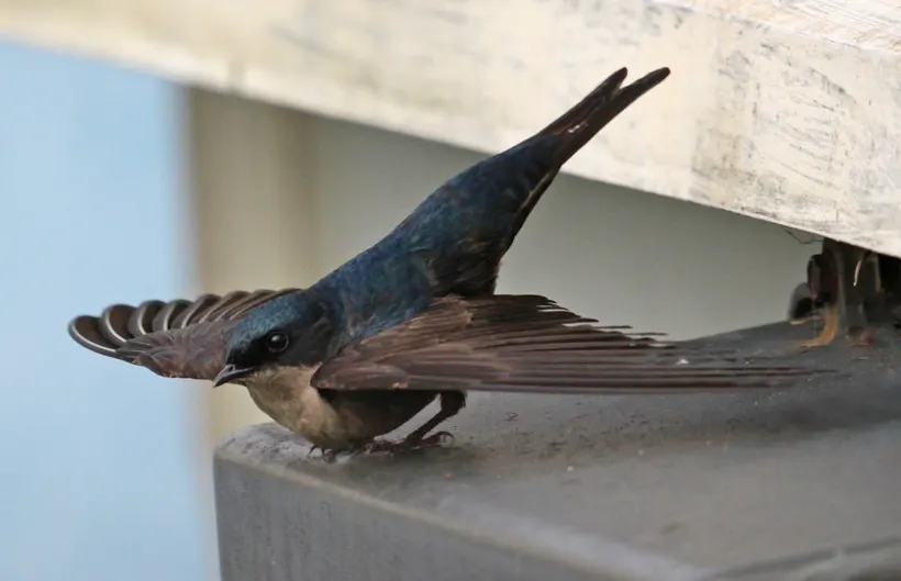 Golondrina vientriparda