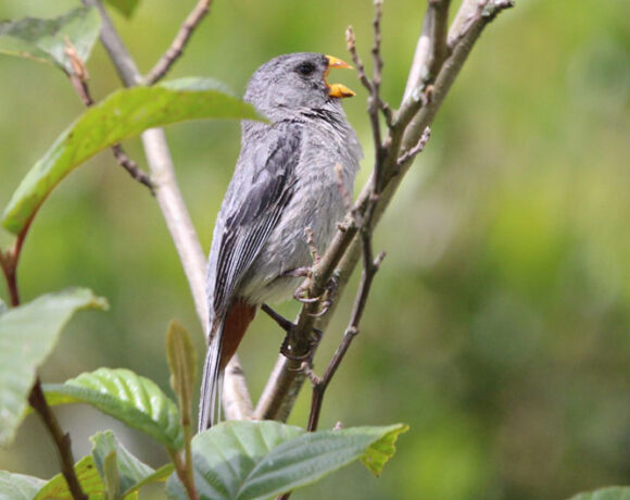 Semillero colifajado Semillero colifajado