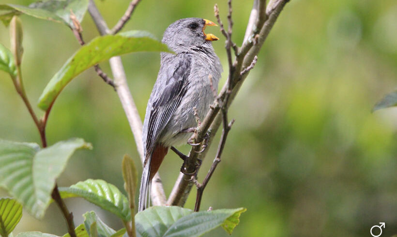 Semillero colifajado