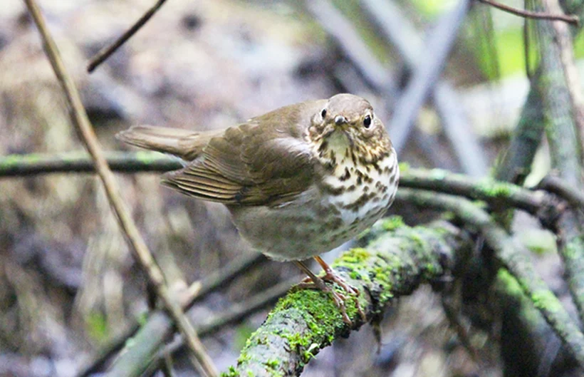 Mirla buchipecosa Mirla buchipecosa