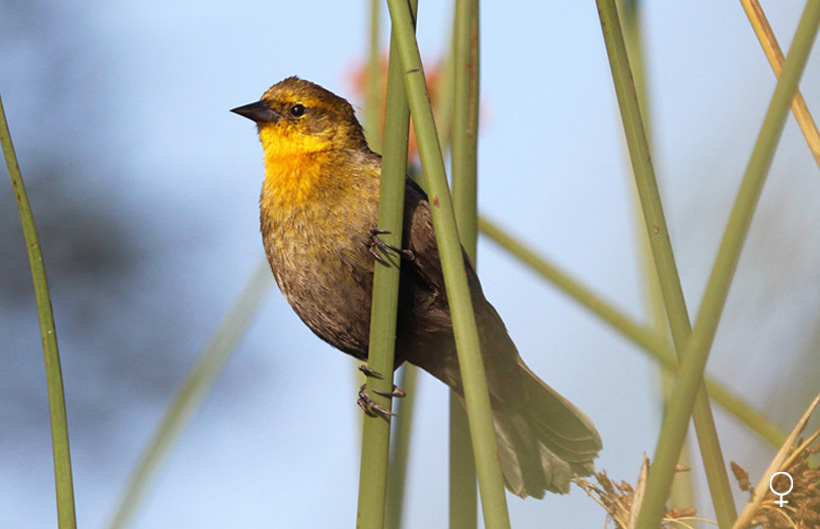 Monjita cabeciamarilla Monjita cabeciamarilla