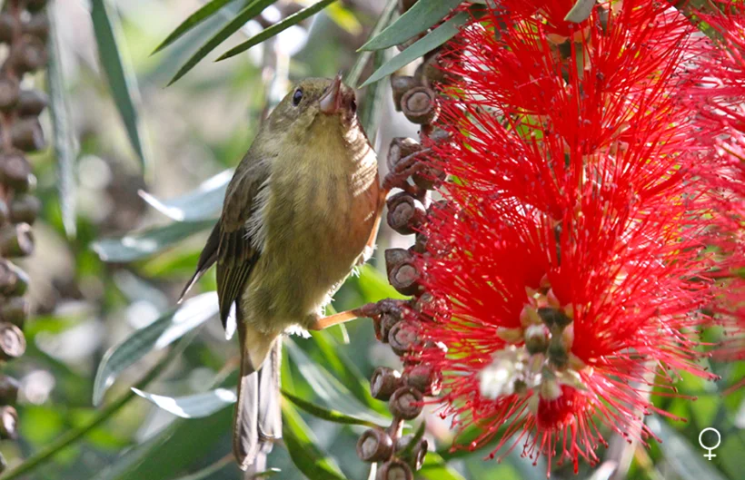 Pinchaflor pechicanela Pinchaflor pechicanela