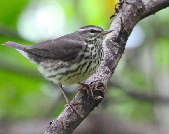 Reinita acuática Reinita acuática