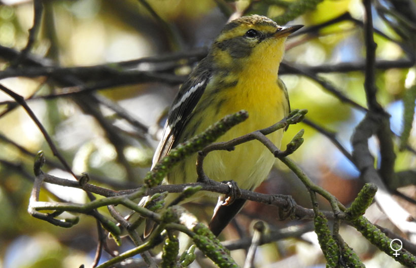 Reinita gorginaranja Reinita gorginaranja