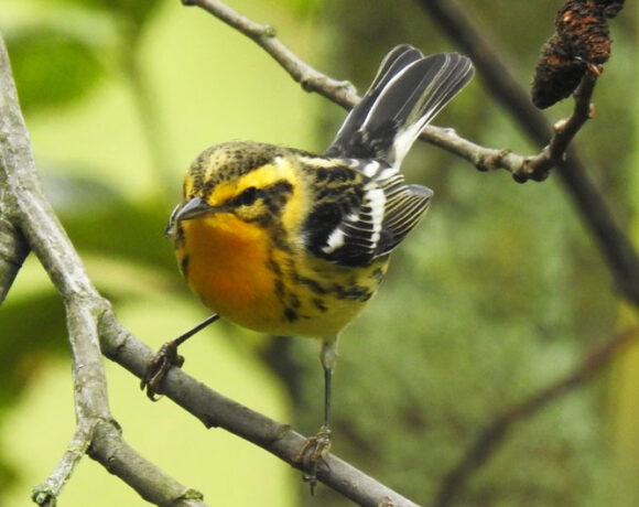 Reinita gorginaranja Reinita gorginaranja