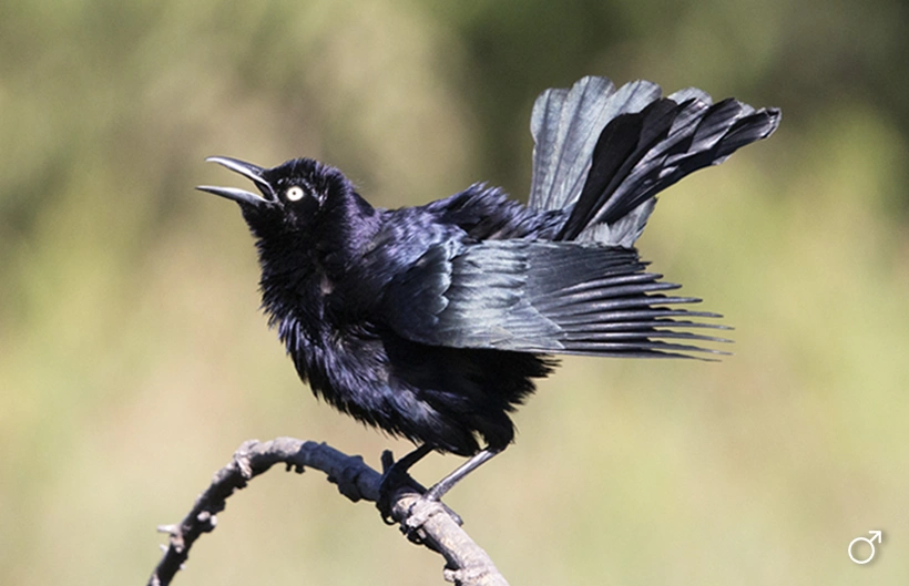 Descripción de la imagen